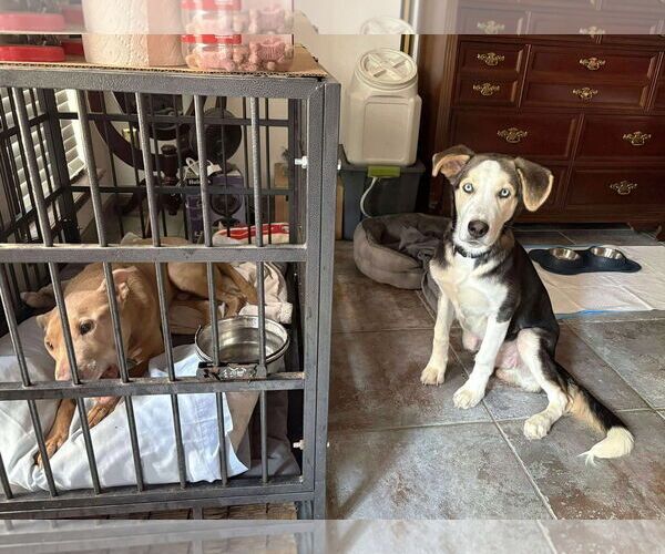 Medium Photo #13 Huskies -Unknown Mix Puppy For Sale in Boonton, NJ, USA