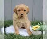 Small Photo #2 Labrador Retriever Puppy For Sale in GORDONVILLE, PA, USA