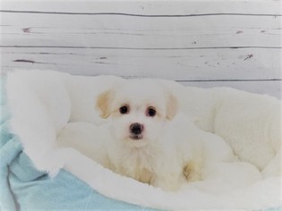 Shih-Poo-Unknown Mix Puppy for sale in LA MIRADA, CA, USA