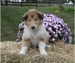 Small Photo #3 Collie Puppy For Sale in FREDERICKSBURG, OH, USA
