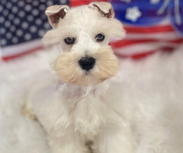 Medium Photo #3 Schnauzer (Miniature) Puppy For Sale in STUART, FL, USA