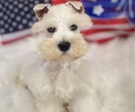 Small #2 Schnauzer (Miniature)