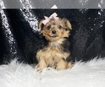 Small #1 Yorkshire Terrier
