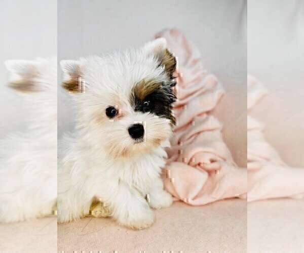 Medium Photo #3 Morkie Puppy For Sale in MIAMI, FL, USA