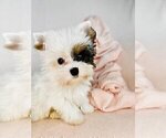 Small #2 Morkie
