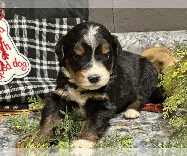 Medium Photo #32 Bernedoodle Puppy For Sale in ATHENS, WI, USA