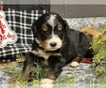 Small Photo #32 Bernedoodle Puppy For Sale in ATHENS, WI, USA