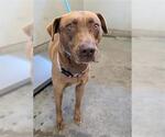 Small American Pit Bull Terrier Mix