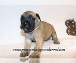 Small #3 Mastiff