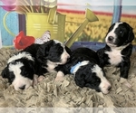 Small Photo #8 Bernedoodle Puppy For Sale in CONCORD, NC, USA