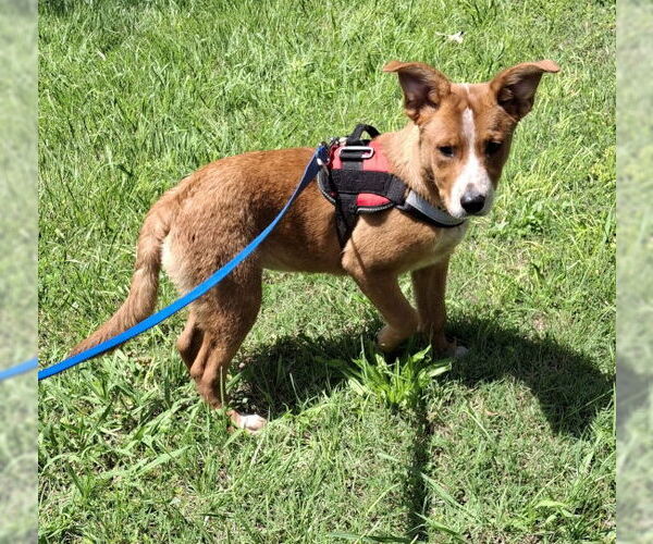 Medium Photo #3 Red Heeler-Unknown Mix Puppy For Sale in Mountain View, AR, USA