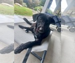 Small Photo #11 Labrador Retriever-Unknown Mix Puppy For Sale in San Diego, CA, USA