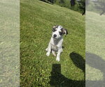 Small Photo #3 Aussiedor Puppy For Sale in SHERBURNE, NY, USA