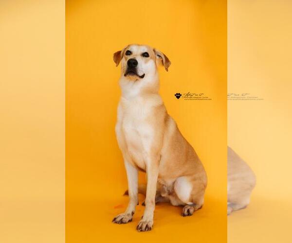 Medium Photo #10 Black Mouth Cur-Whippet Mix Puppy For Sale in Rockwall, TX, USA