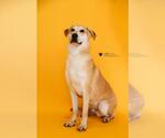 Small #9 Black Mouth Cur-Whippet Mix