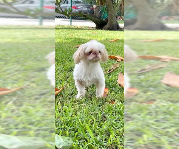 Medium Photo #3 Shih Tzu Puppy For Sale in Weston, FL, USA