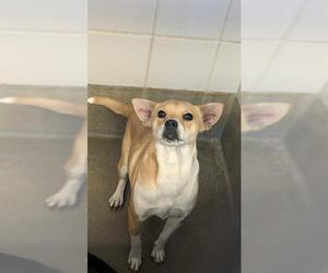 Mutt Dogs for adoption in San Antonio, TX, USA