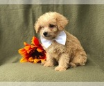 Small Photo #7 Morkie-Poodle (Miniature) Mix Puppy For Sale in LAKELAND, FL, USA