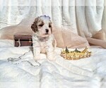 Small Photo #98 Goldendoodle (Miniature) Puppy For Sale in GASTONIA, NC, USA
