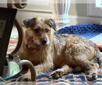 Small #4 Mutt