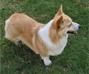 Father of the Pembroke Welsh Corgi puppies born on 11/09/2023