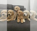 Small #2 English Cream Golden Retriever