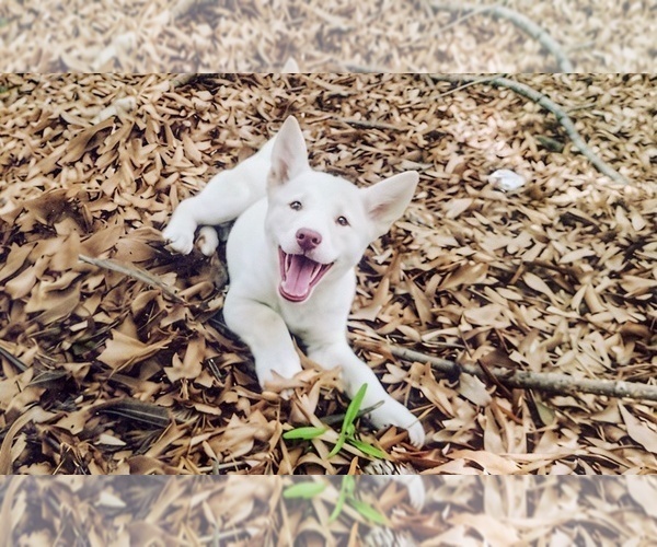 Medium Photo #1 Siberian Husky Puppy For Sale in AUBURN, GA, USA