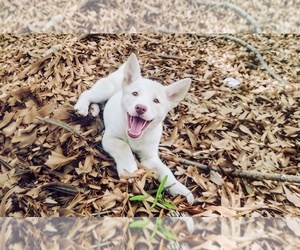 Siberian Husky Puppy for sale in AUBURN, GA, USA