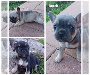 French Bulldog Puppy for sale in LOS ANGELES, CA, USA