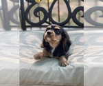 Small Photo #22 Cavalier King Charles Spaniel Puppy For Sale in BENTONVILLE, AR, USA