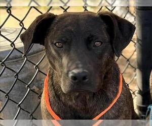 Mutt Dogs for adoption in Tulsa, OK, USA