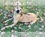 Small Black Mouth Cur-Labrador Retriever Mix