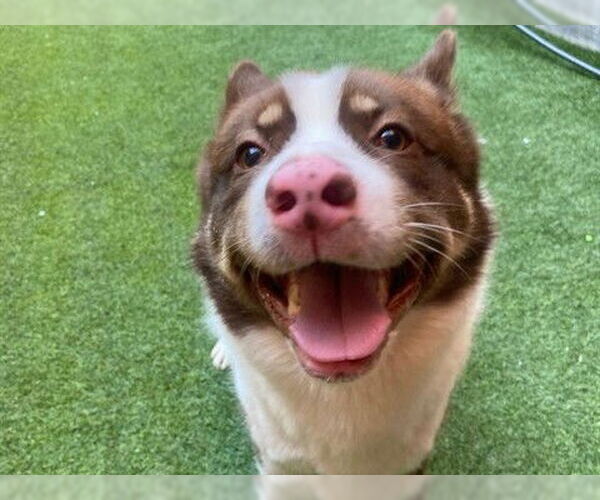 Medium Photo #1 Border Collie Puppy For Sale in Redwood City, CA, USA