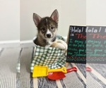 Small #9 Pomsky-Shiba Inu Mix