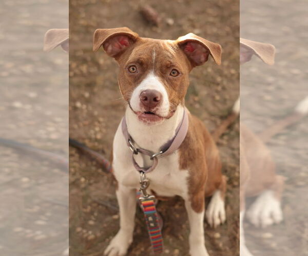 Medium Photo #2 Mutt Puppy For Sale in Philadelphia, PA, USA