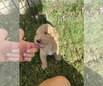 Puppy 4 Bernedoodle-Poodle (Standard) Mix