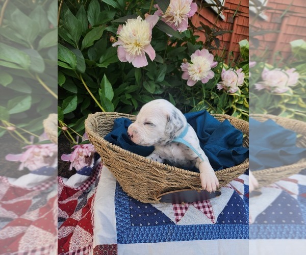 Medium Photo #23 Dalmatian Puppy For Sale in VASSALBORO, ME, USA