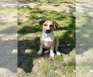 Labrador Retriever-Red Heeler Mix Dogs for adoption in Texarkana, TX, USA
