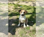 Small Labrador Retriever-Red Heeler Mix