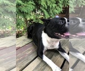 Boston Terrier Puppy for sale in SHILOH, OH, USA