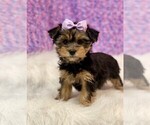 cute puppy - Female Yorkshire Terrier Puppy for Sale - Photo #5