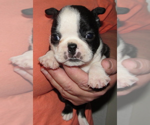 Boston Terrier Puppy for sale in BEND, OR, USA
