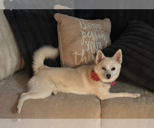 Medium Photo #137 Pomsky Puppy For Sale in LOVELAND, CO, USA