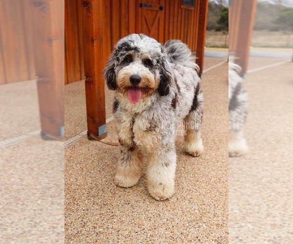 Medium Photo #1 Bernedoodle Puppy For Sale in FOXWORTH, MS, USA