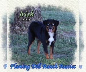 Miniature Australian Shepherd Puppy for sale in FORESTBURG, TX, USA