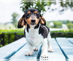 Small Photo #1 Dachshund Puppy For Sale in WAKARUSA, IN, USA