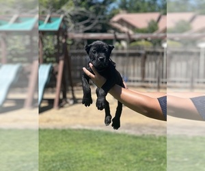 Cane Corso Puppy for sale in BAKERSFIELD, CA, USA
