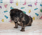 Small Photo #5 French Bulldog Puppy For Sale in WISC RAPIDS, WI, USA