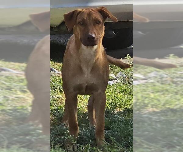 Medium Photo #1 Labrador Retriever-Unknown Mix Puppy For Sale in San Antonio, TX, USA
