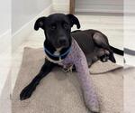 Small Photo #2 Labrador Retriever-Unknown Mix Puppy For Sale in San Diego, CA, USA